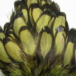 ������� ���� Hen feathers BLW ������ ���������